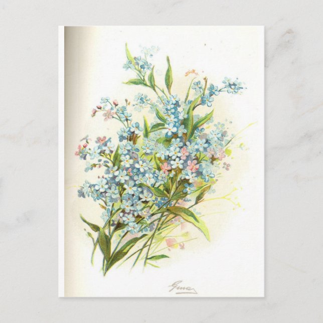 Cartão Postal rosa brier (Frente)