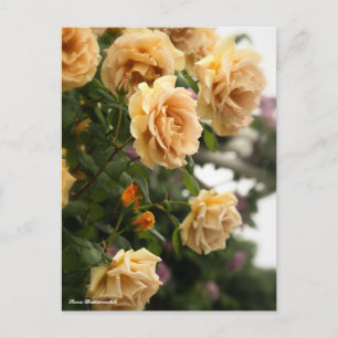Cartão Postal Rosa Butterscotch