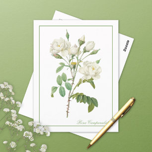 Cartão postal Rosa Campanulata branca Redoute