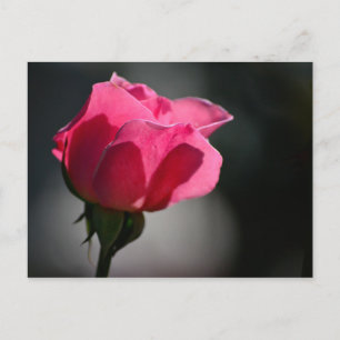 Cartão Postal - Rosa (Casa das Rosas) Nº5