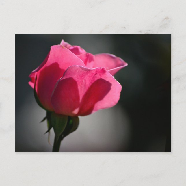 Cartão Postal - Rosa (Casa das Rosas)|Nº5 (Frente)