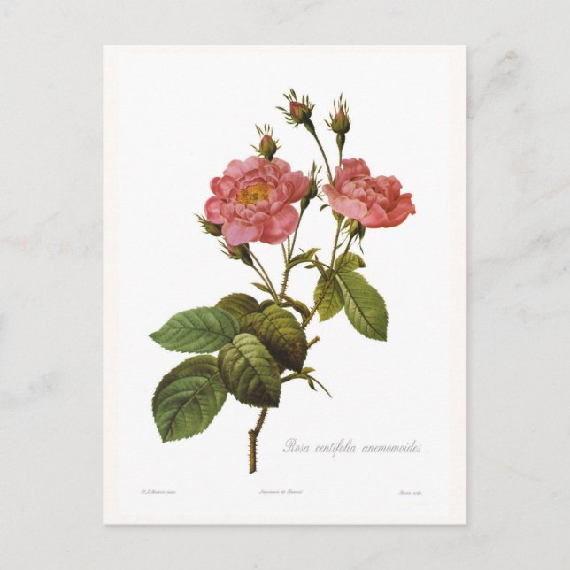 Cartão Postal Rosa centifolia anemonoides (Frente)