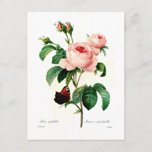 Cartão Postal Rosa centifolia por Pierre-Joseph Redouté
