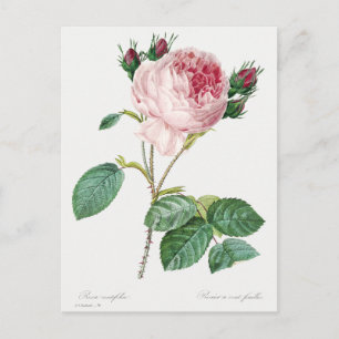Cartão Postal Rosa centifolia por Pierre-Joseph Redouté (1759–18