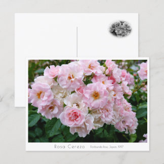 Cartão Postal Rosa Cerezo