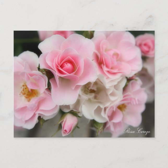 Cartão Postal Rosa Cerezo (Frente)