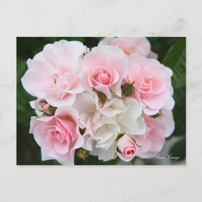 Cartão Postal Rosa Cerezo [Cartão postal] (Frente)