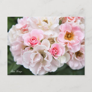 Cartão Postal Rosa Cerezo [Cartão postal]