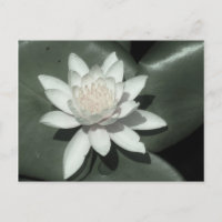 rosa claro branca lotus water lily flower