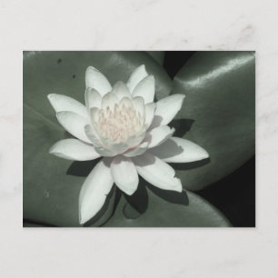 Cartão Postal rosa claro branca lotus water lily flower