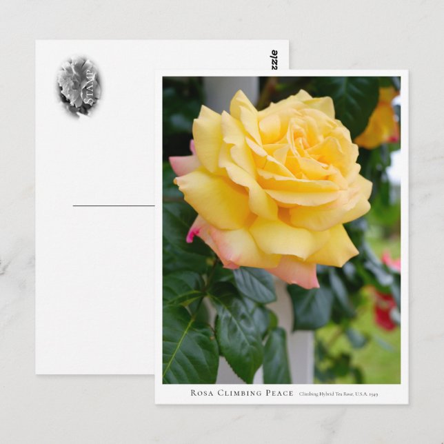Cartão Postal Rosa Climbing Peace (Frente/Verso)