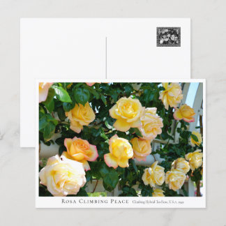 Cartão Postal Rosa Climbing Peace