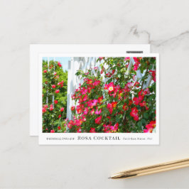 Cartão Postal Rosa Cocktail