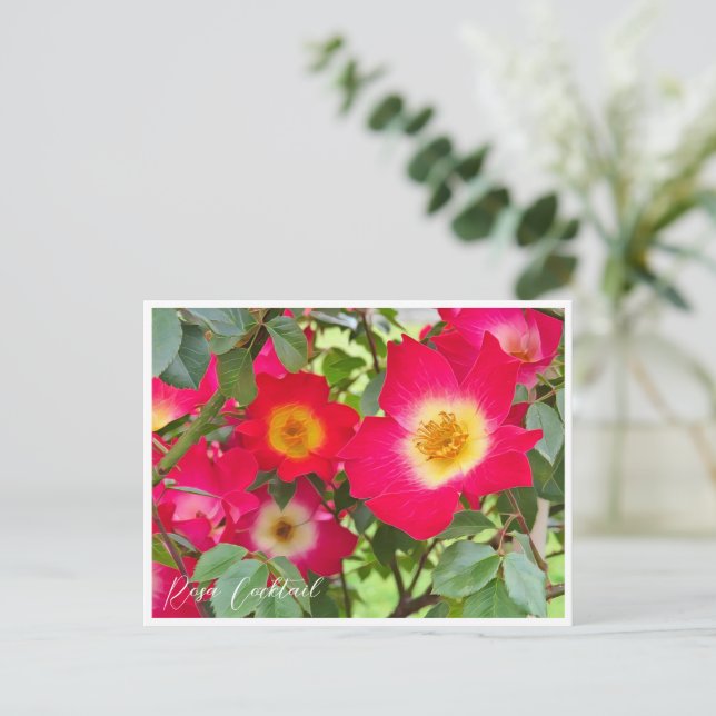 Cartão Postal Rosa Cocktail (Em pé/Frente)