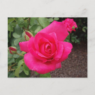 Cartão Postal Rosa cor-de-rosa