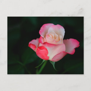 Cartão Postal Rosa Cor-de-rosa-branca