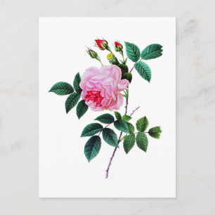 Cartão Postal Rosa cor-de-rosa de Couve por Pierre Joseph Redout
