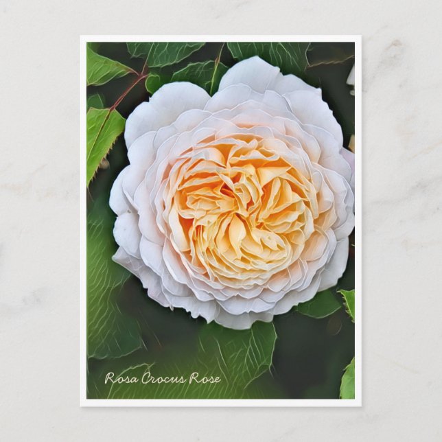 Cartão Postal Rosa Crocus Rose (Frente)