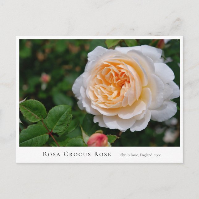 Cartão Postal Rosa Crocus Rose (Frente)