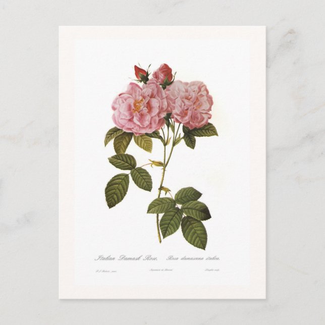 Cartão Postal Rosa damascena italica (Frente)