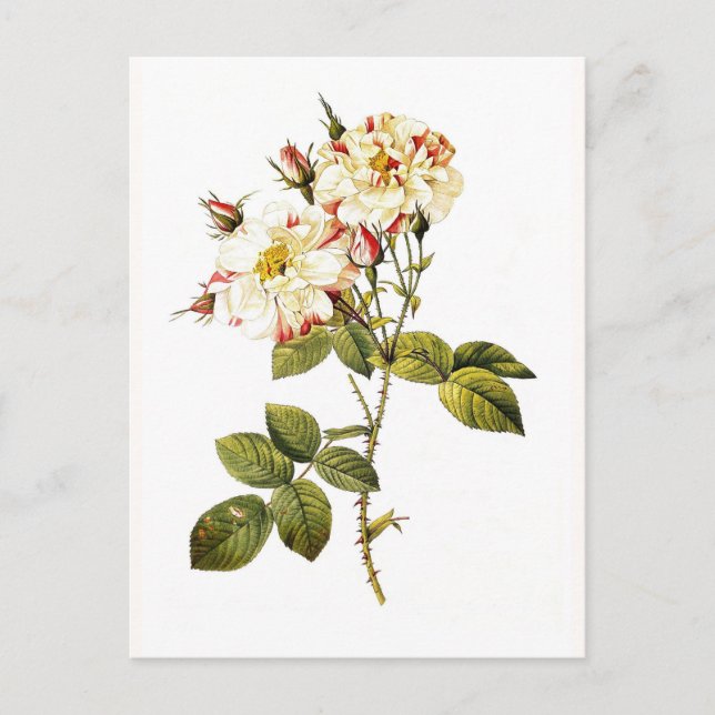 Cartão Postal Rosa damascena variegata (Frente)