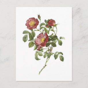 Cartão Postal rosa de amor (Rosa bomila) por Redouté