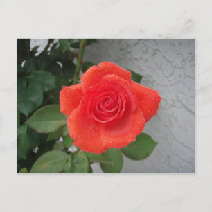 Cartão Postal Rosa de beijo de chuva