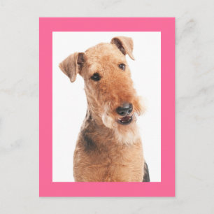 Cartão postal rosa de cachorrinho Airedale Terrier