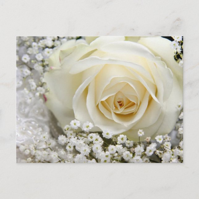 Cartão Postal Rosa de Casamento (Frente)