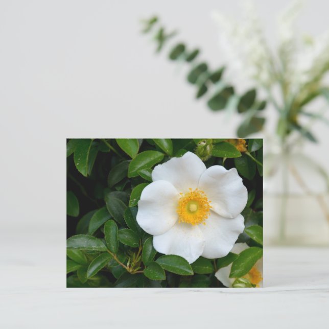 Cartão Postal Rosa de Cherokee branco (Em pé/Frente)