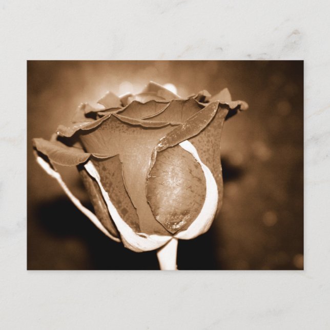 Cartão Postal Rosa de chocolate (Frente)