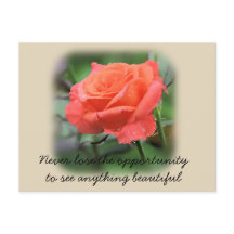 Rosa de coral com Raindrops