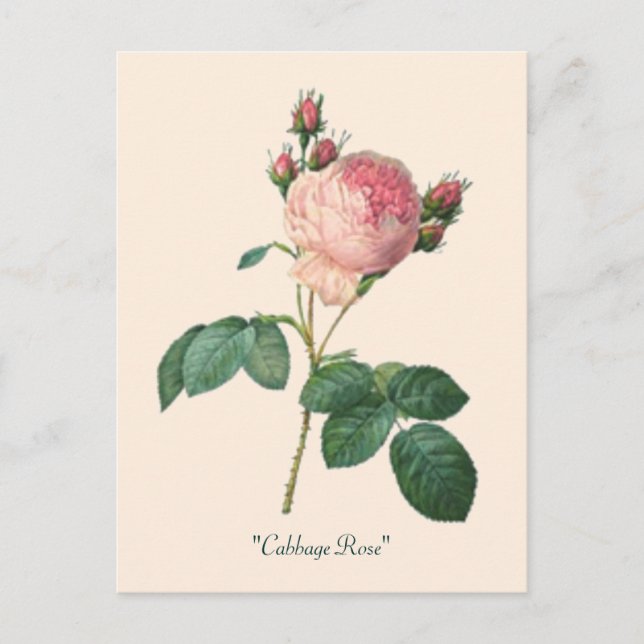 Cartão Postal Rosa de Couve, Banho Botânico (Frente)