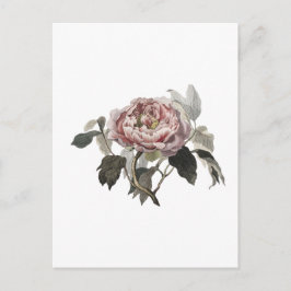 Cartão Postal Rosa de couve rosa desenhada à mão.