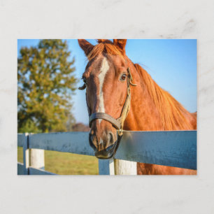 Cartão Postal Rosa de crepúsculo   Cavalo de raça pura
