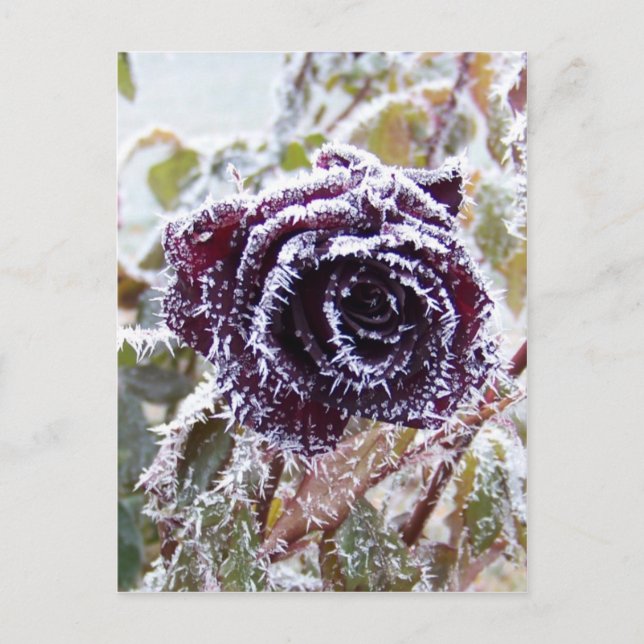Cartão Postal Rosa de inverno (Frente)