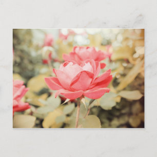 Cartão Postal Rosa de jardim