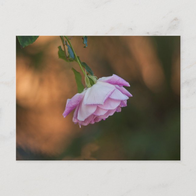 Cartão Postal Rosa de manhã (Frente)