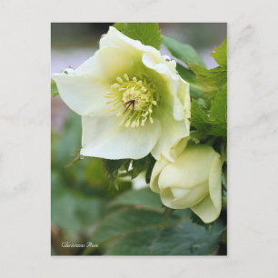 Cartão Postal Rosa de Natal [Cartão postal]