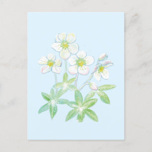 Cartão Postal Rosa de Natal, Helleborus niger  