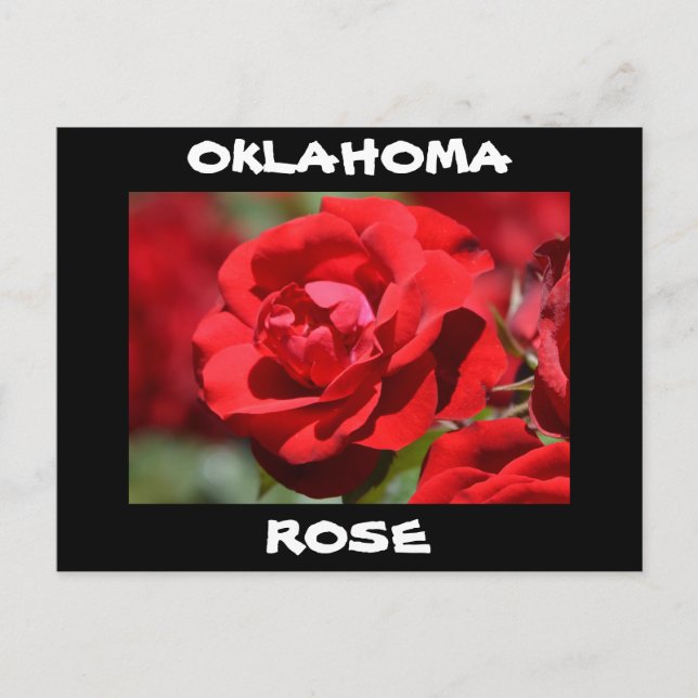 Cartão Postal Rosa de Oklahoma (Frente)