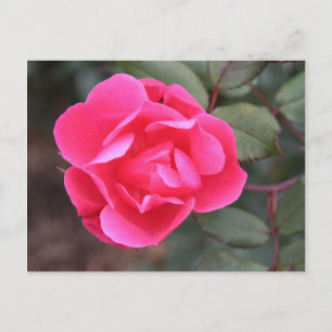 Cartão Postal Rosa de outono