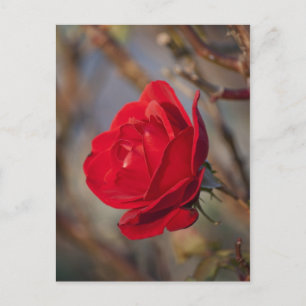 Cartão Postal Rosa de Outono