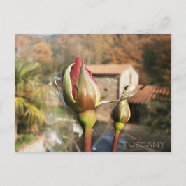 Cartão Postal Rosa de outono de Tuscan. Toscana.