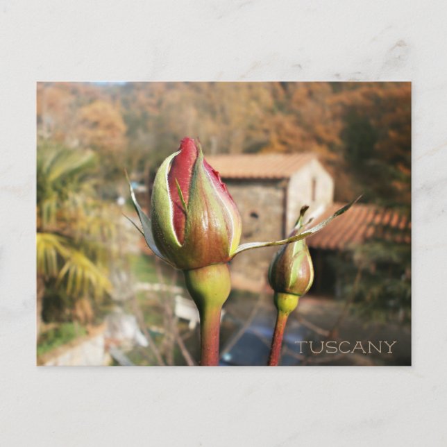 Cartão Postal Rosa de outono de Tuscan. Toscana. (Frente)
