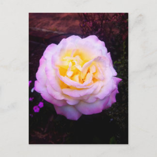 Cartão Postal rosa de "Paz"