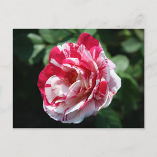 Cartão Postal Rosa de pera