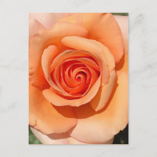 Cartão Postal Rosa de Pêssego