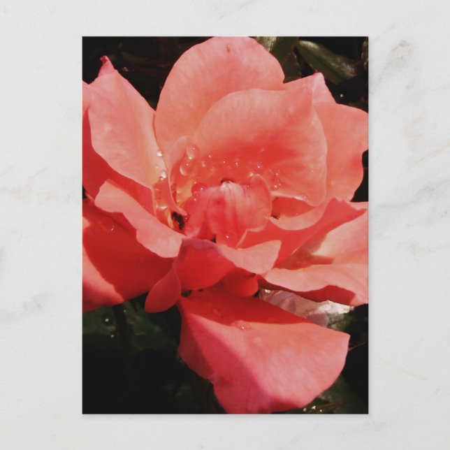 Cartão Postal rosa de pêssego e colírio (Frente)