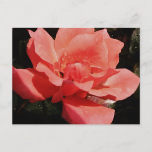 Cartão Postal rosa de pêssego e colírio